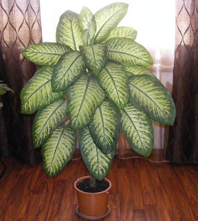 Dieffenbachia floare decorativa de apartament,