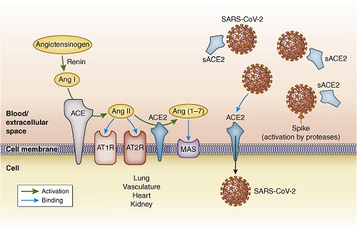 Recombinant Human Endostatin Market