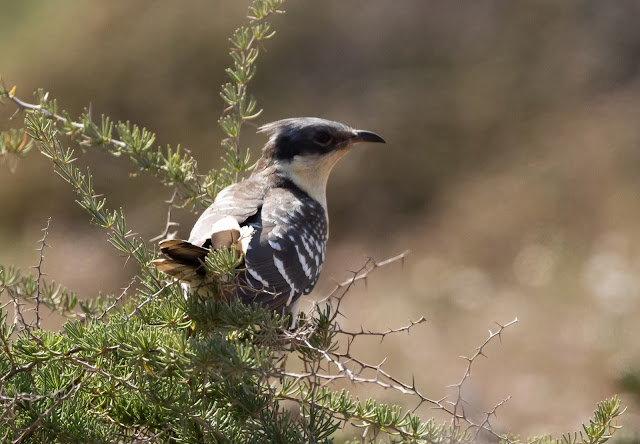 Great Spotted Cuckoo - Souss Massa, Morocco