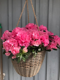 azalea