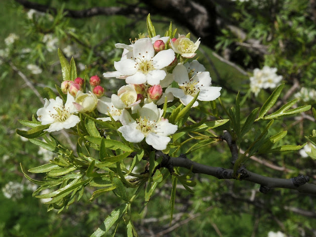 Груша Регеля / Груша разнолистная (Pyrus regelii, =Pyrus heterophylla)