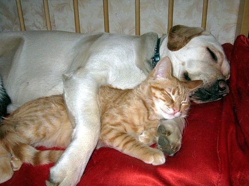 dogs and cats. Let Sleeping Dogs (and Cats!