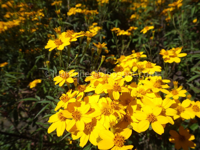 Wuling Farm maple autumn foliage