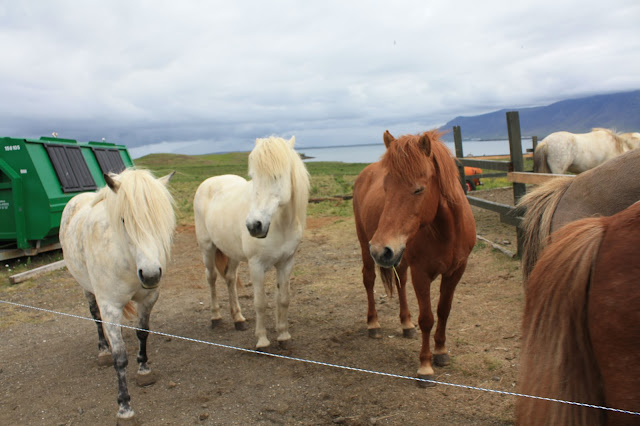Icelandic horses on Videy Island