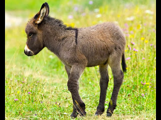 Donkey Wallpapers