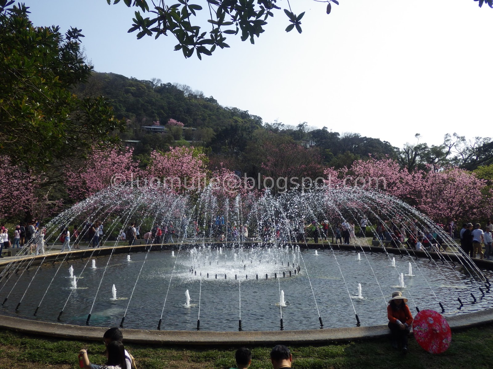 Taiwan cherry blossoms