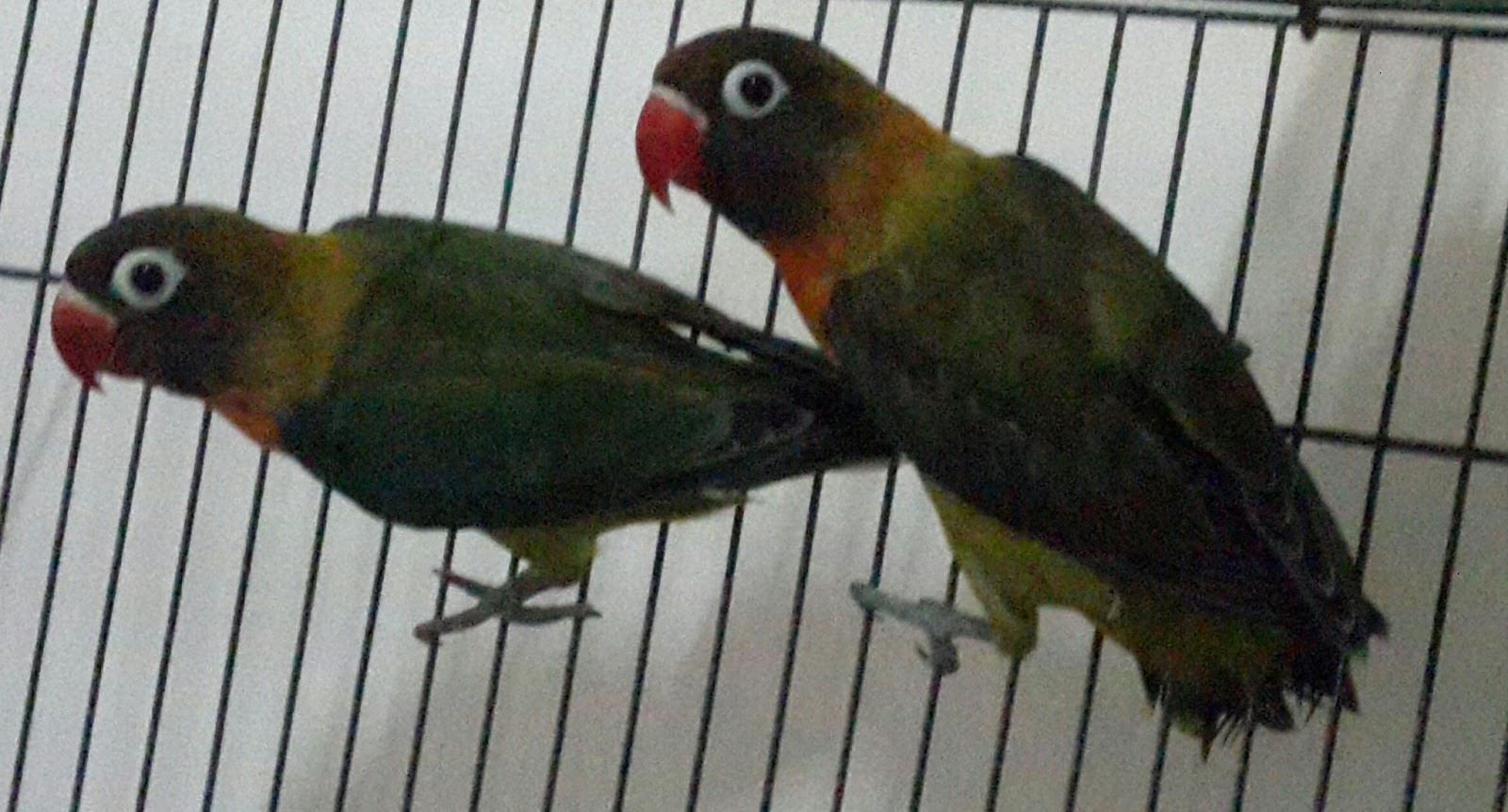 Gambar Jenis  Lovebird Indonesia Olive  Double Dark Green 