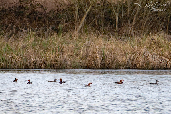 Mandarin duck