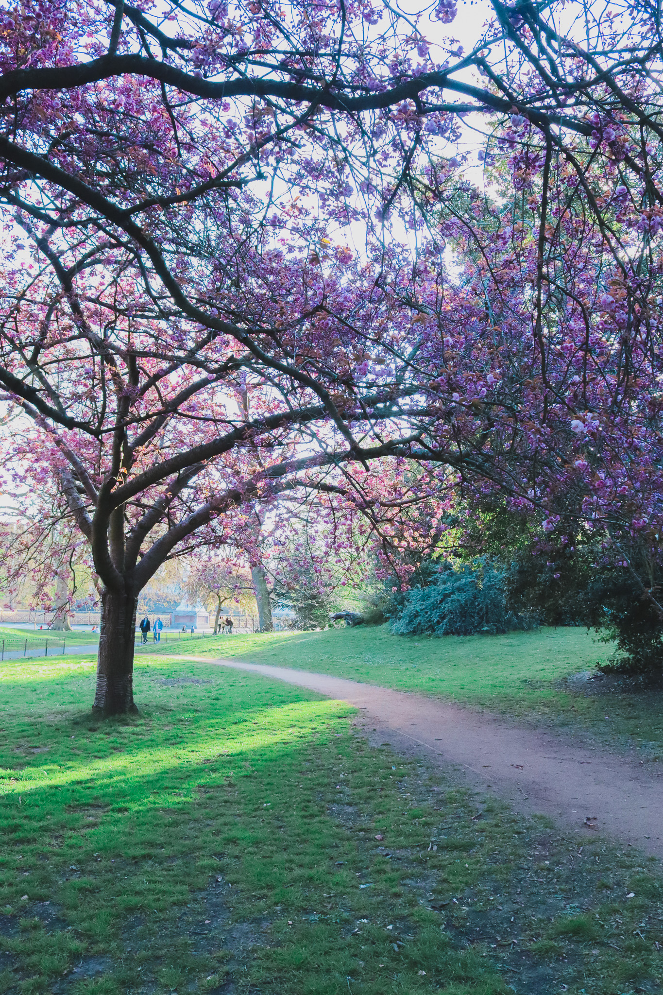 kensington gardens cherry blossoms
