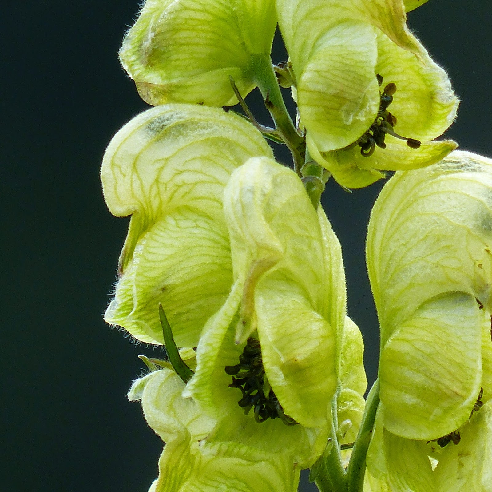 http://wild-flowers-of-europe.blogspot.nl/2014/09/aconitum-anthora.html