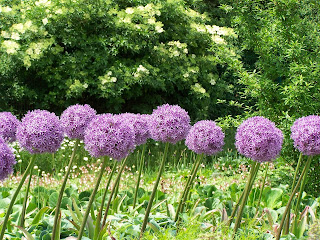 Tall stalks of purple allium tilted in the wind.