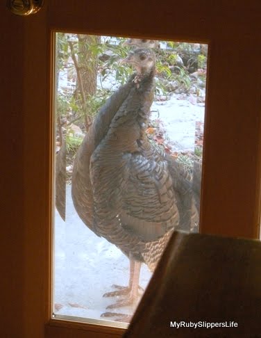 thanksgiving turkey