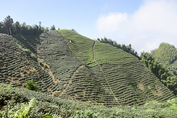 南投武岫農圃銀杏森林步道茶園、大崙山觀景台賞雲海、老K的家下午茶