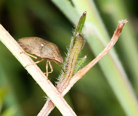 Tortoise bug, Eurygaster testudinaria, on the edge of the meadow at Darrick Wood.  22 May 2011.