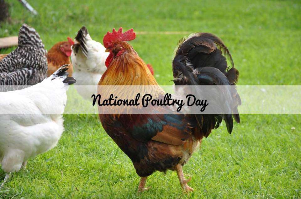 National Poultry Day Wishes for Whatsapp
