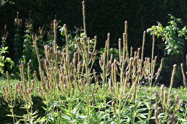 Veronicatrum Glow uitgebloeid