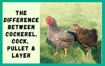 Difference Between Cockerel, Cock, Pullet & Layer