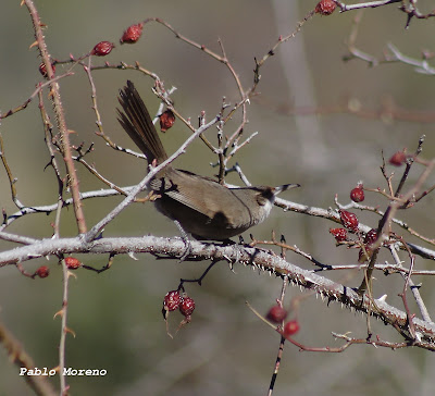 alt="bandurrita chaqueña,aves de mendoza"