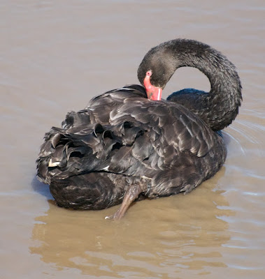 Black Swan (Cygnus atratus)