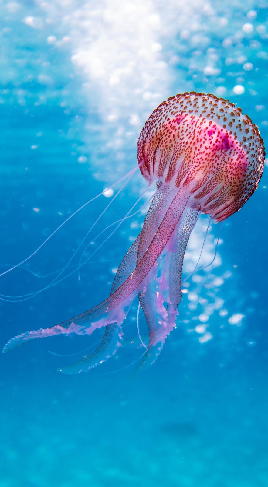 Picture of a beautiful jellyfish.