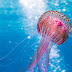 Picture of a beautiful jellyfish 