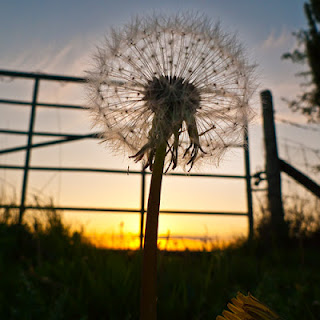 Summer evenings here again... copyright Graham Dew