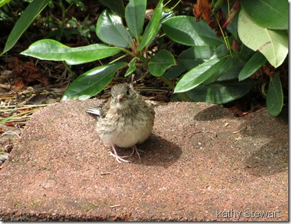Junco fledgling