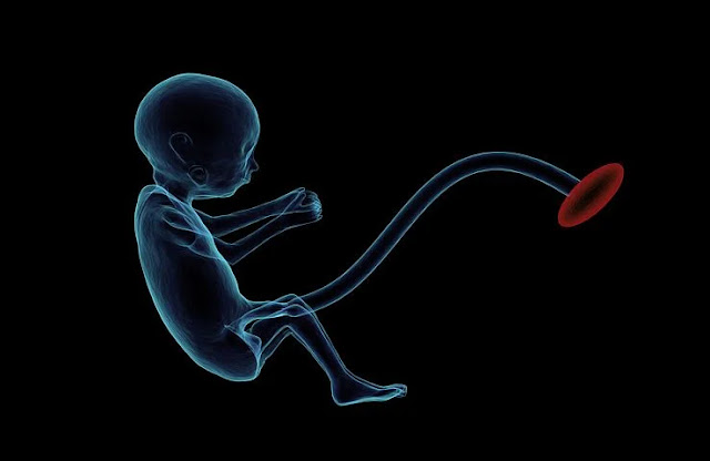 embryonic development