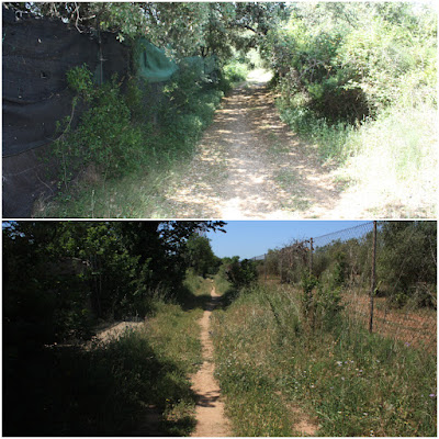 SANTA OLIVA CAMÍ DELS TURONS + CAMÍ DEL CAMP DE COLL - ESGLESIA DE SANT MIQUEL - RIERA DE SANT MIQUEL, camí paral·lel a la Riera de Sant Miquel dins del terme municipal de Banyeres del Penedès - Baix Penedès