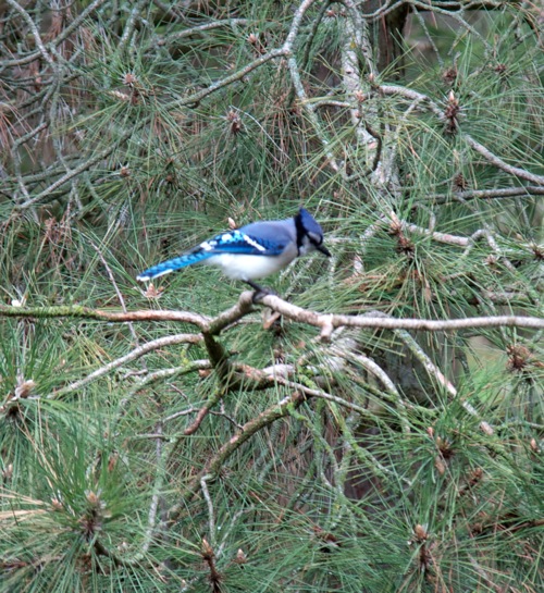 Birds6 051011