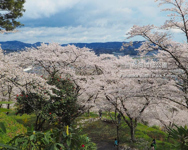 船岡城址公園の桜