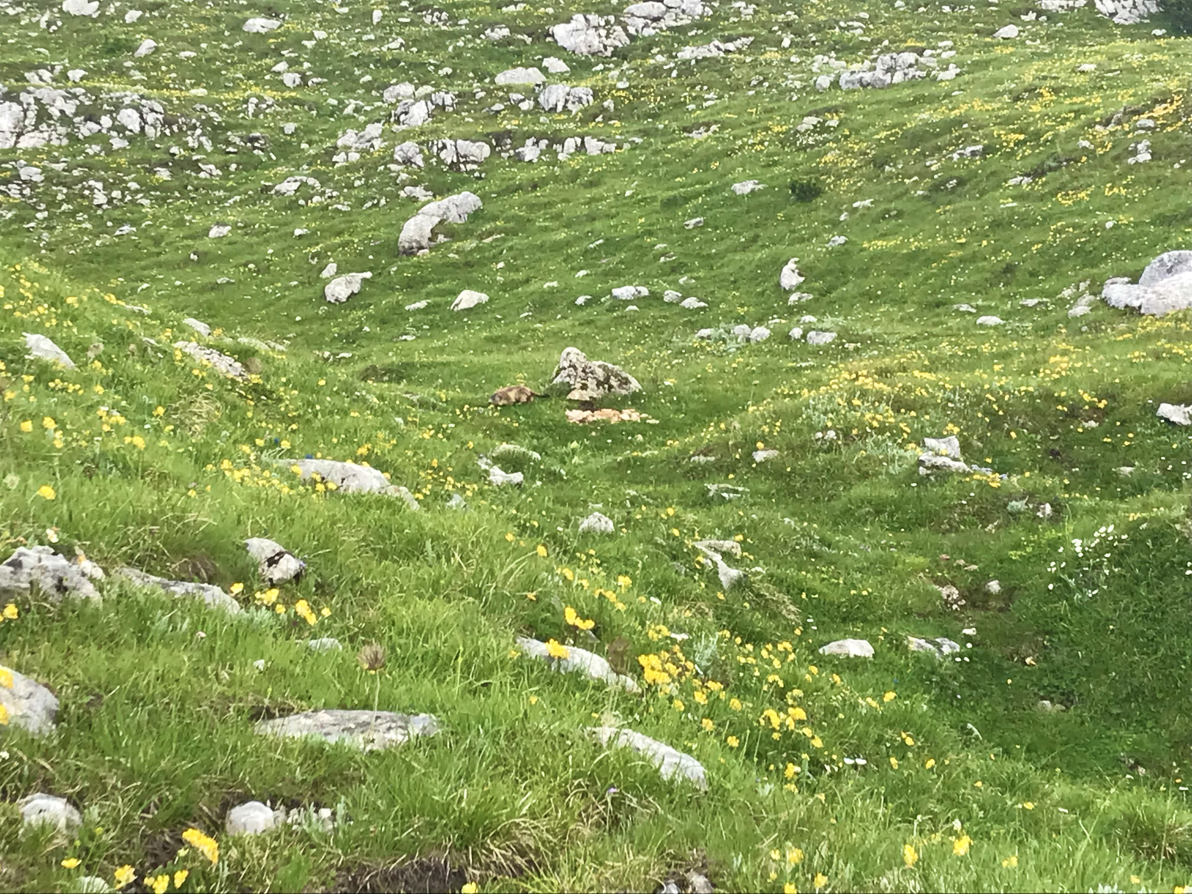 Dolomites, Alta Via 1, AV1, Italia,  Lago di Braies, refugio Sennes, refugio Biella, Trekking