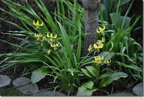 Erythronium Pagoda