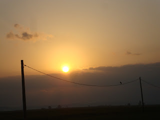 Pássaro solitário observa sol em final de tarde