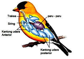 Mari kita mengenal tentang pernafasan bangsa burung  MODEL sistem  PERNAPASAN BURUNG (AVES)