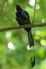 Greater Racket-tailed Drongo - Singapore Botanic Gardens