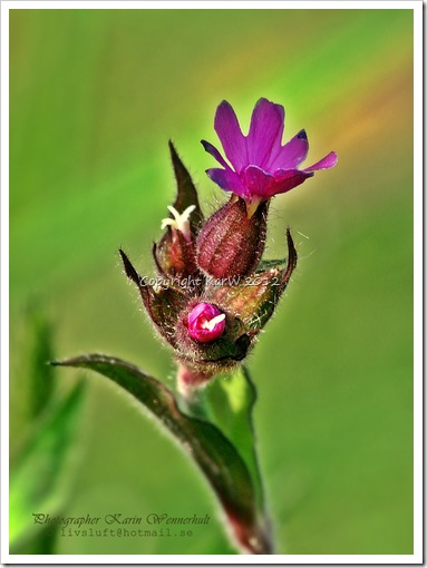 Several pink flowers are budding