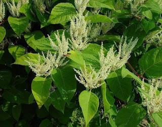 Polygonum Cuspidatum