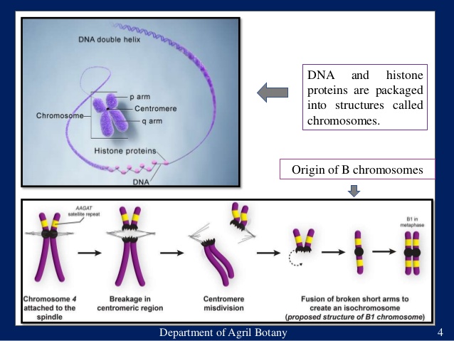 Teknologi Minikromosom (Mini chromosomal Technology)