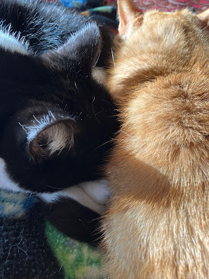 two cats cuddling