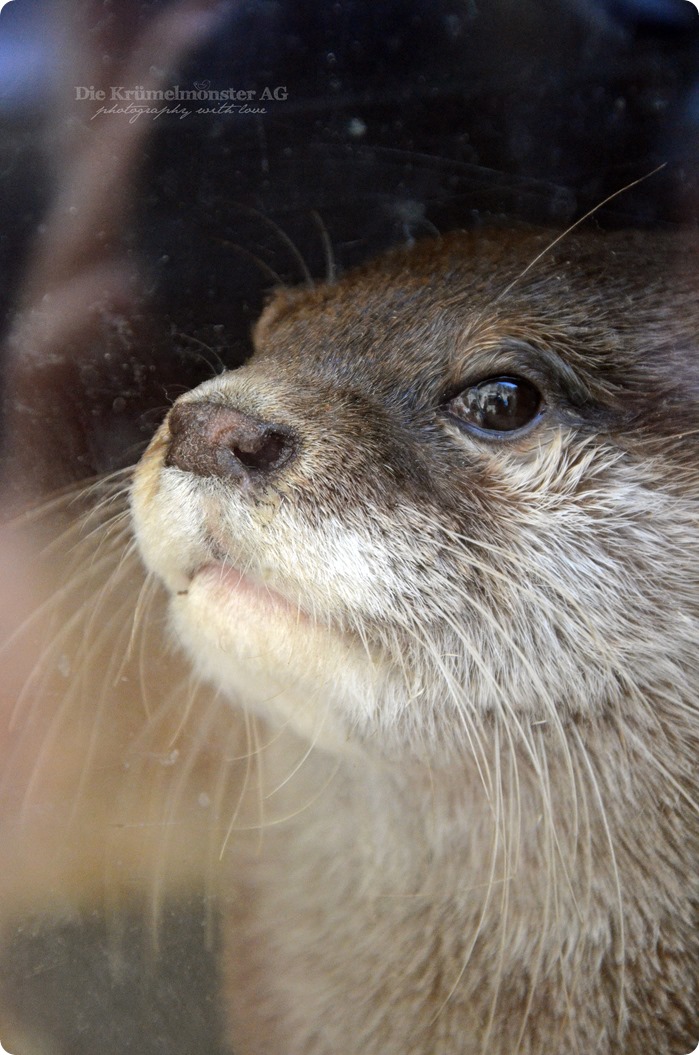 Wremen 29.07.14 Zoo am Meer Bremerhaven 29 Zwergotter
