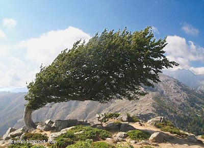 Weird Unusual Tree Pictures