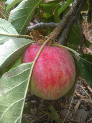 manzana