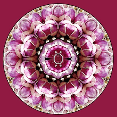 magnolia mandala