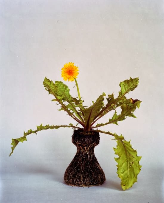 Diana Scherer photography nature plants roots vase