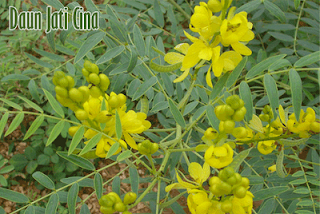 Daun Jati Cina - Teh Pelangsing Tubuh - Senna Leaf - Mahkotadewa.Net