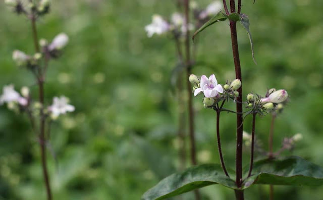 Foxglove Beardtongue Flowers Pictures