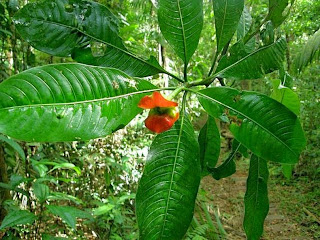 Psychotria Elata, Pohon Yang Berbunga Bibir - Sains Box