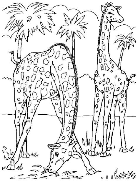 Coloring Pages Animals With Eaabfacfcafbbff