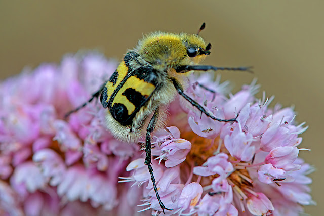 Trichius fasciatus the Bee Beetle